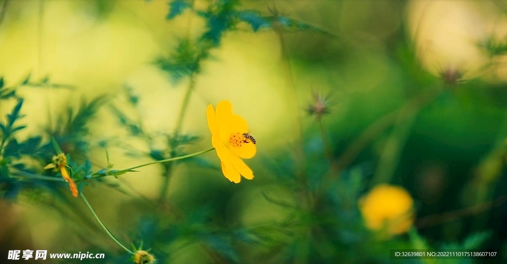 風中小黃花