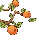 橘子 橙子插画树