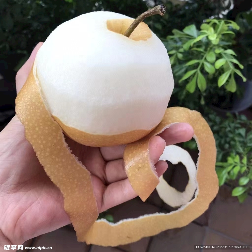 秋月梨
