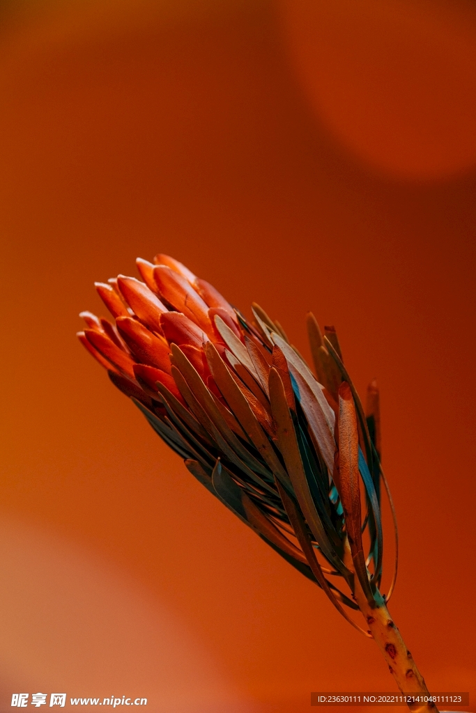 帝王花