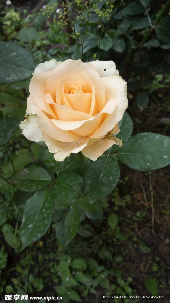 豐花月季
