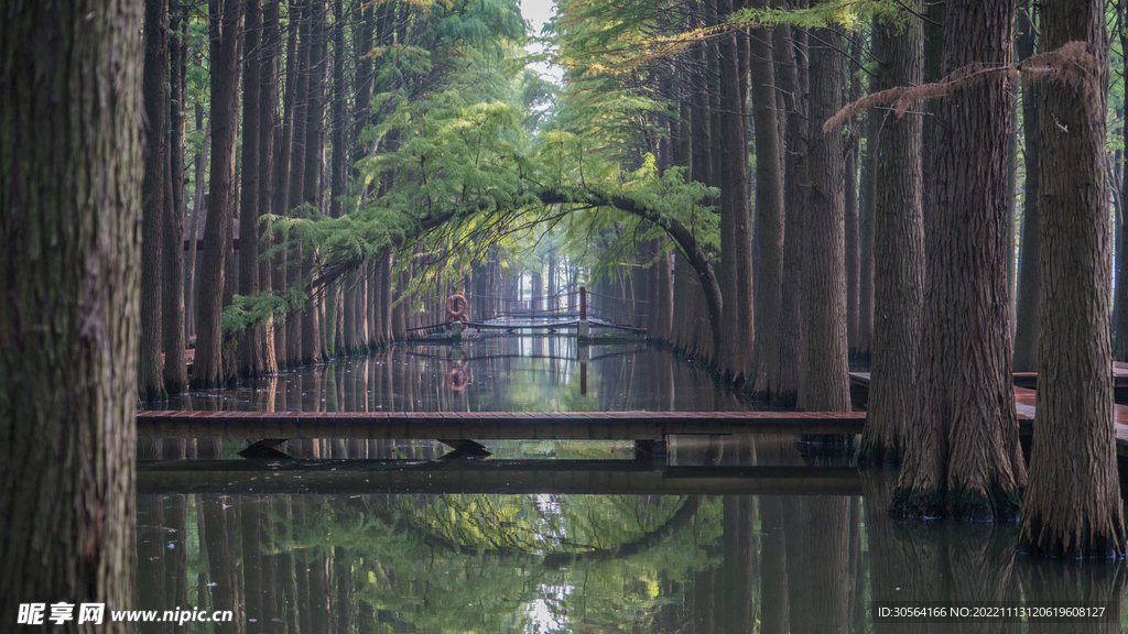 森林木橋