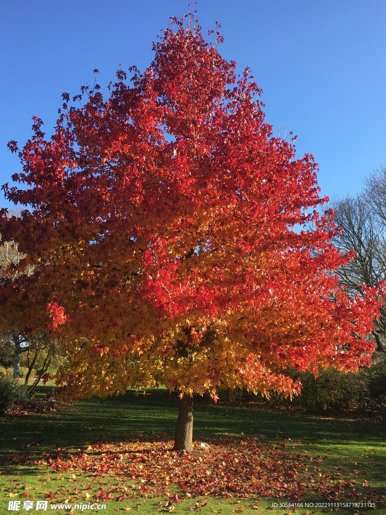 秋季紅色楓樹