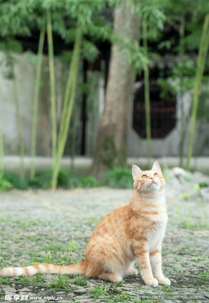 貓動物圖片
