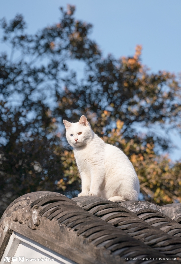 家貓動物圖片 