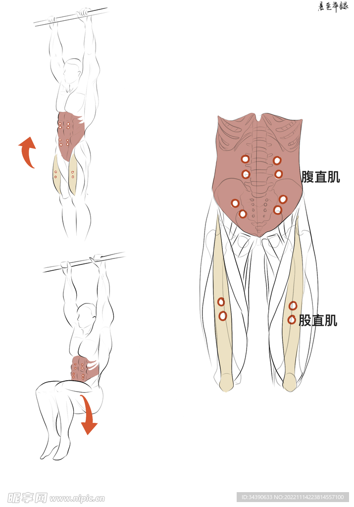 悬垂举腿