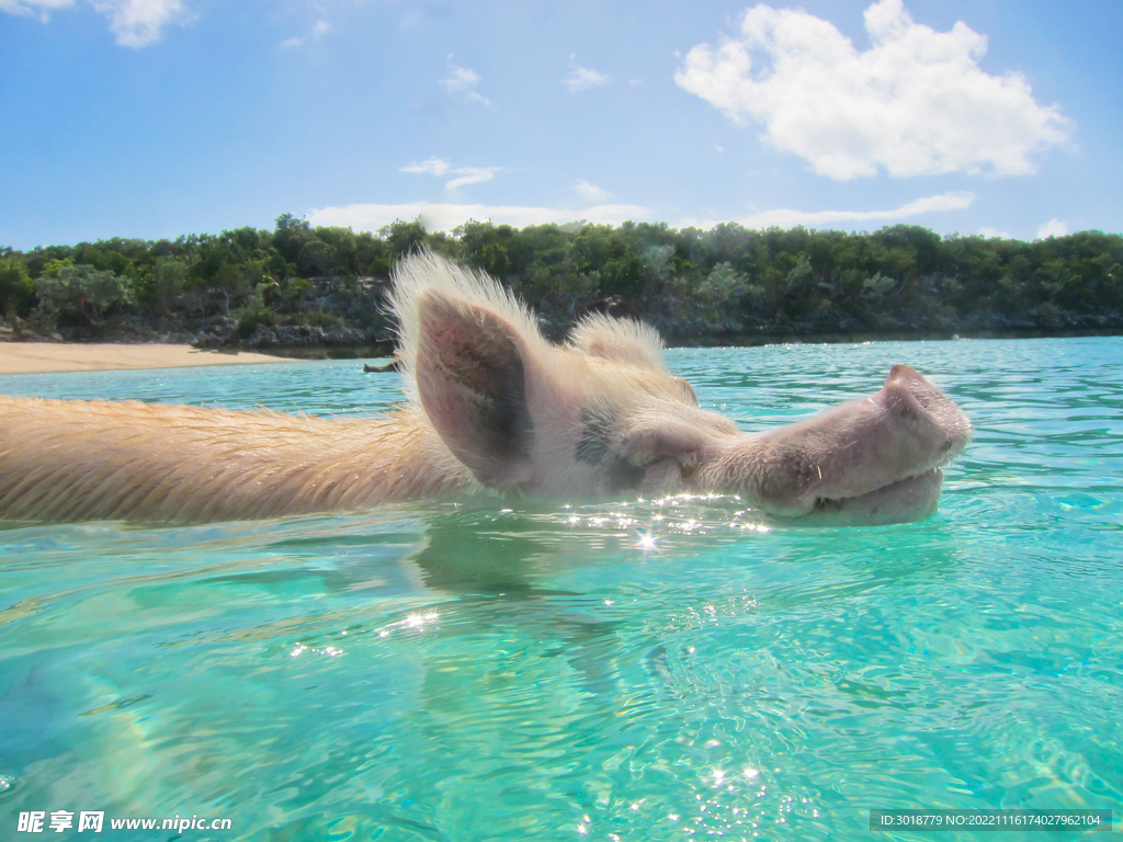 巴哈马会游泳的猪