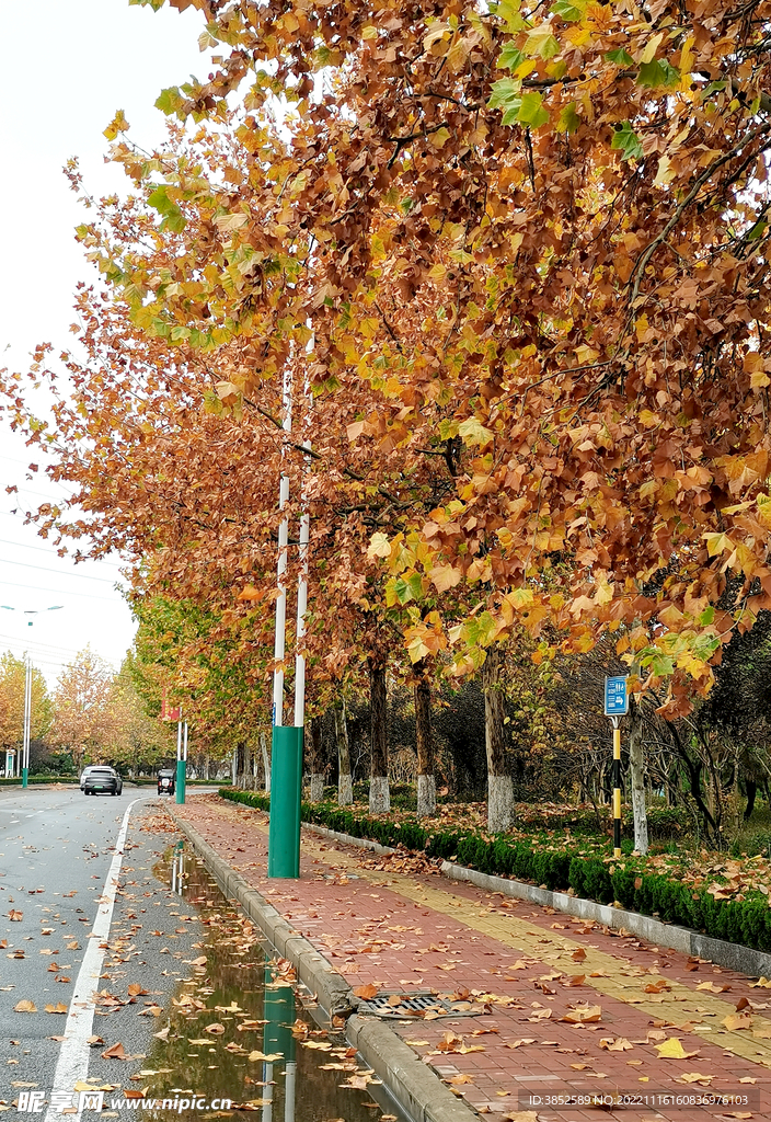 秋天路边的梧桐树