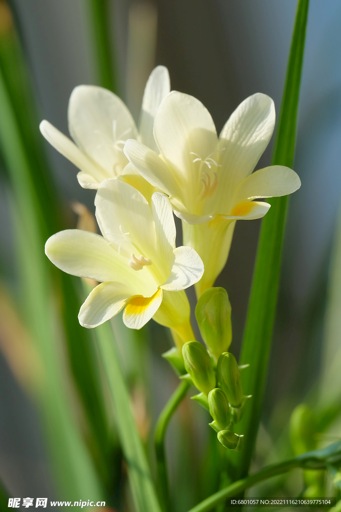 蘭花