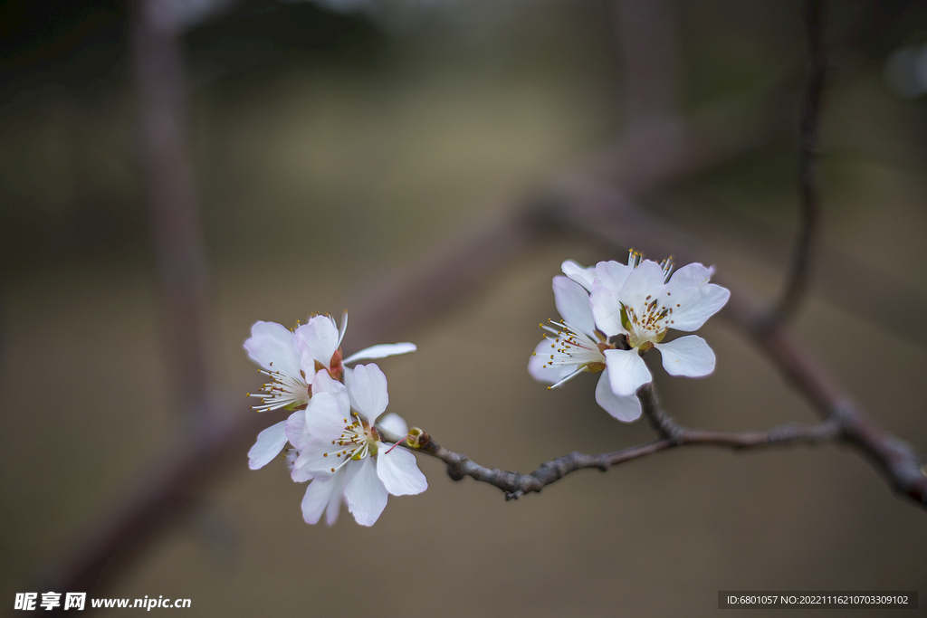 梅花