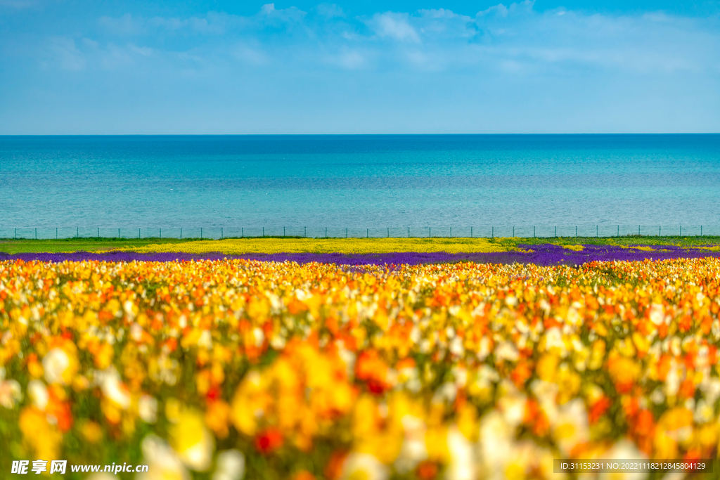 青海湖花海 