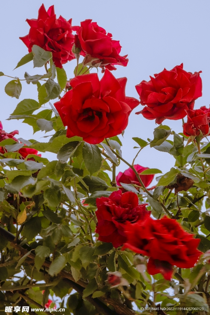 紅色花