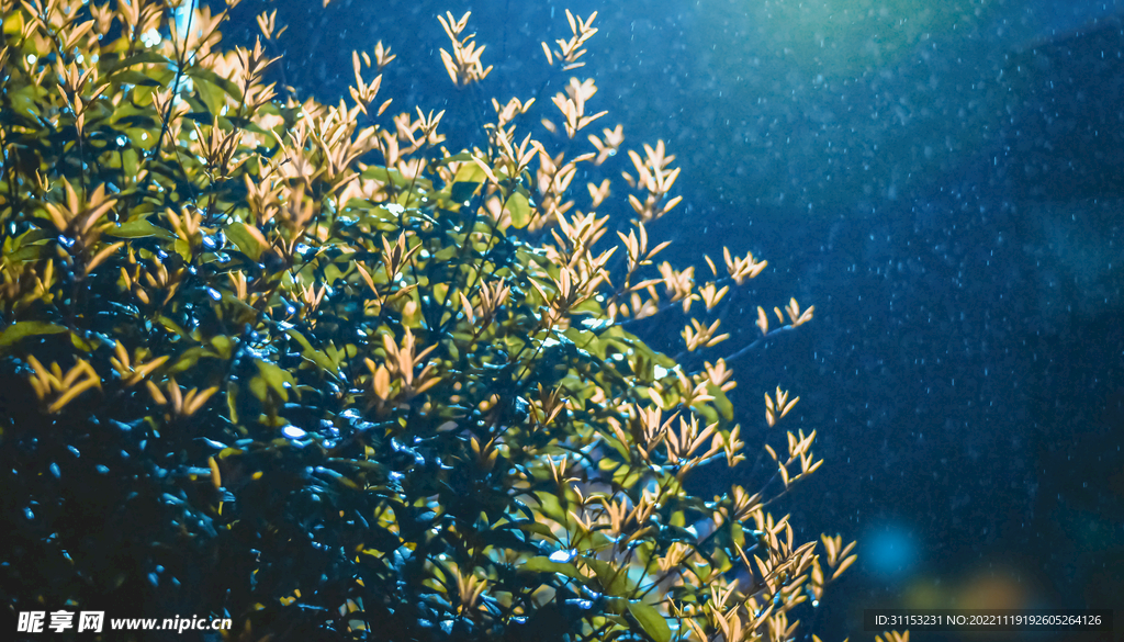 植物風景