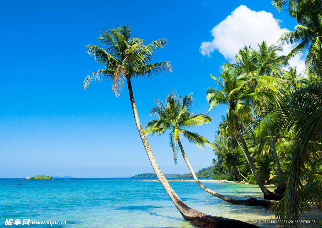 海岛椰树摄影