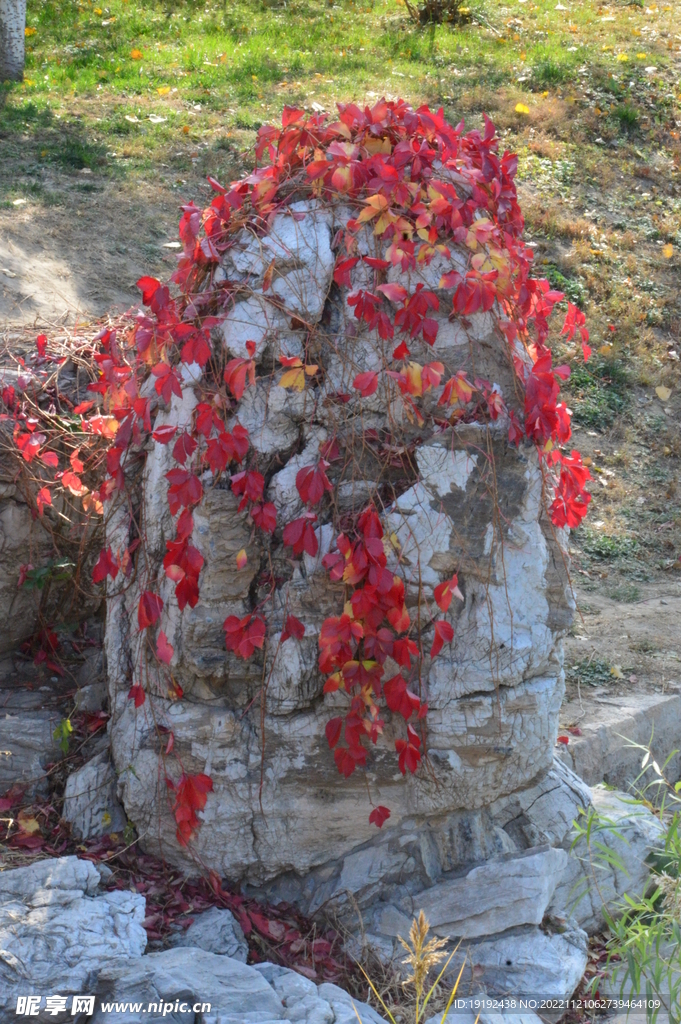 地錦紅葉 