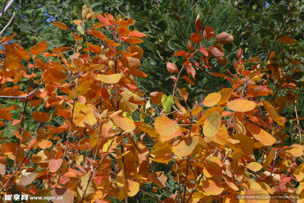  黃櫨紅葉