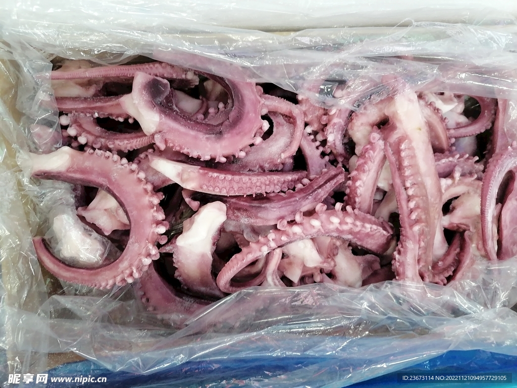 章魚須