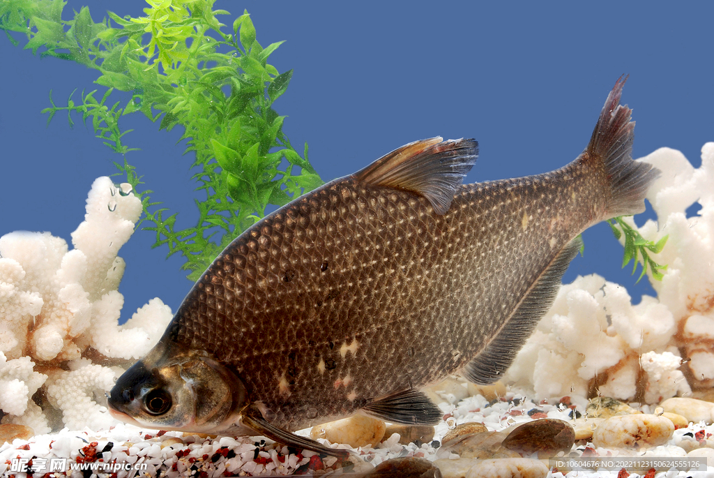 邊魚