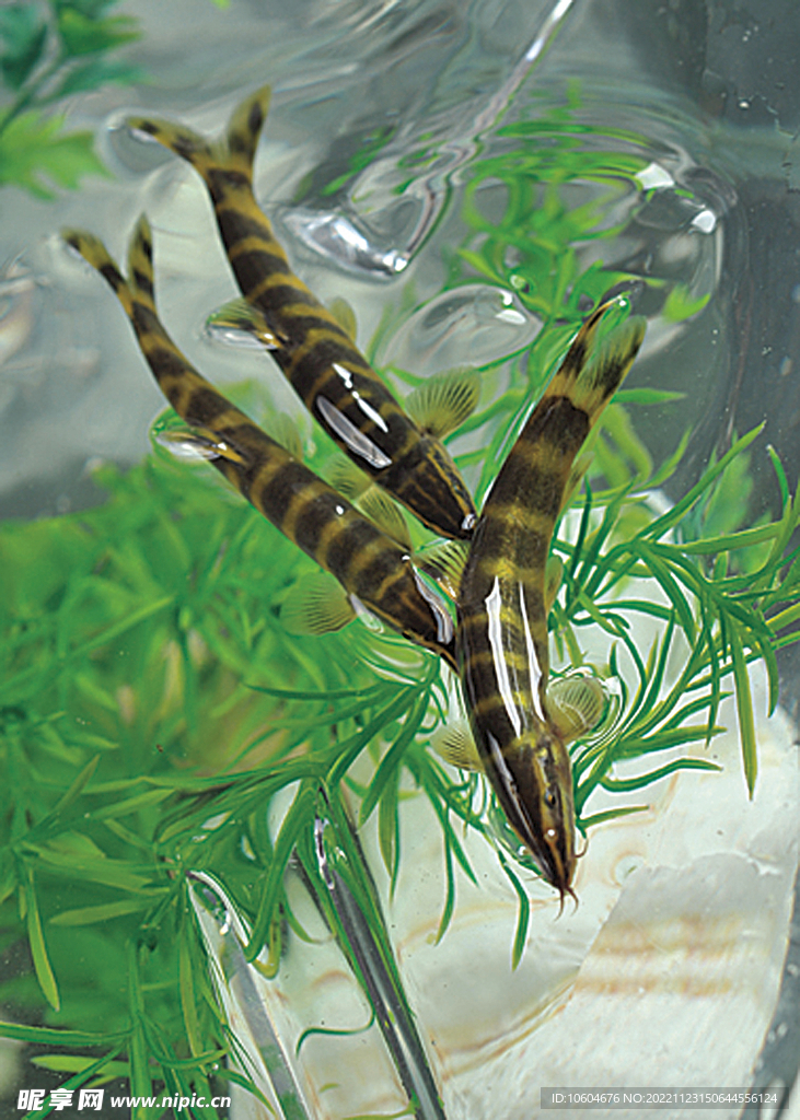 長江玄魚仔