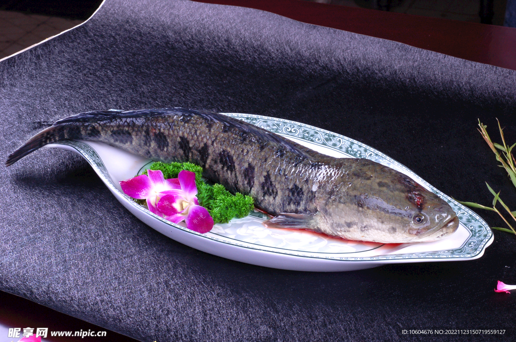 烏魚