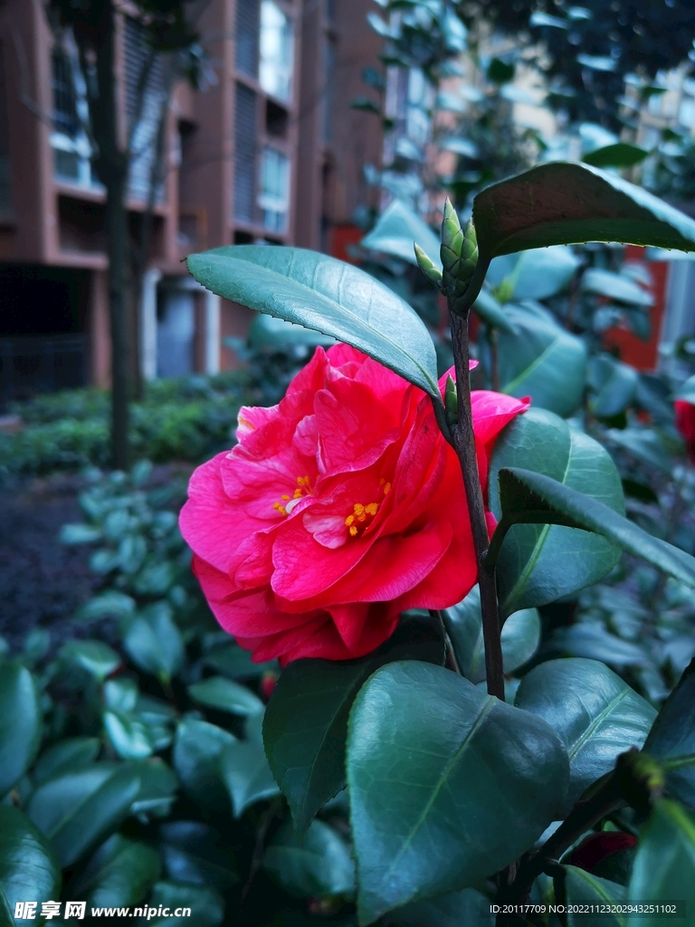 玫瑰花