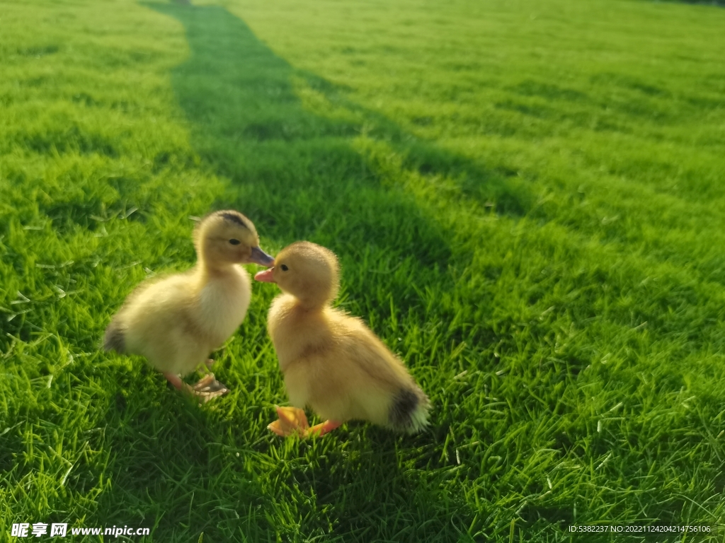 草地小黄鸭子相爱