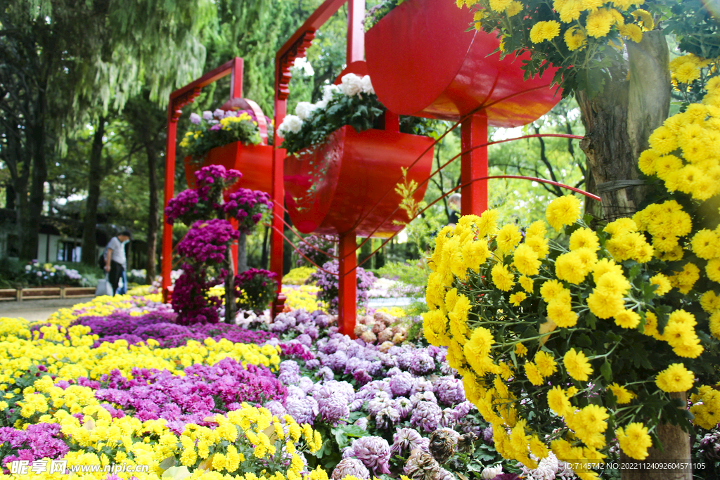 菊花景觀