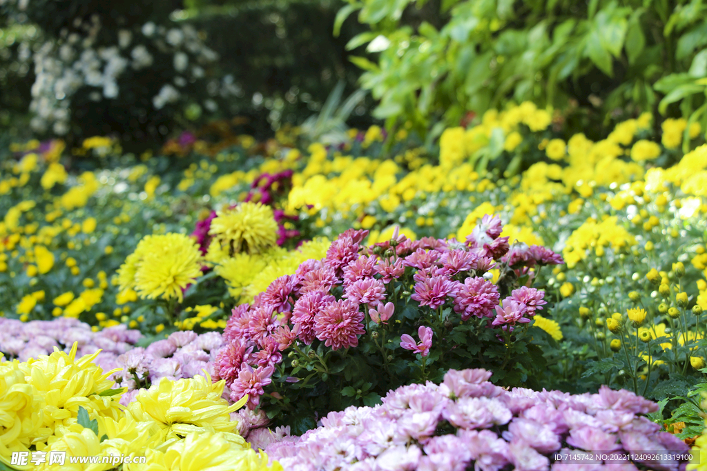 菊花
