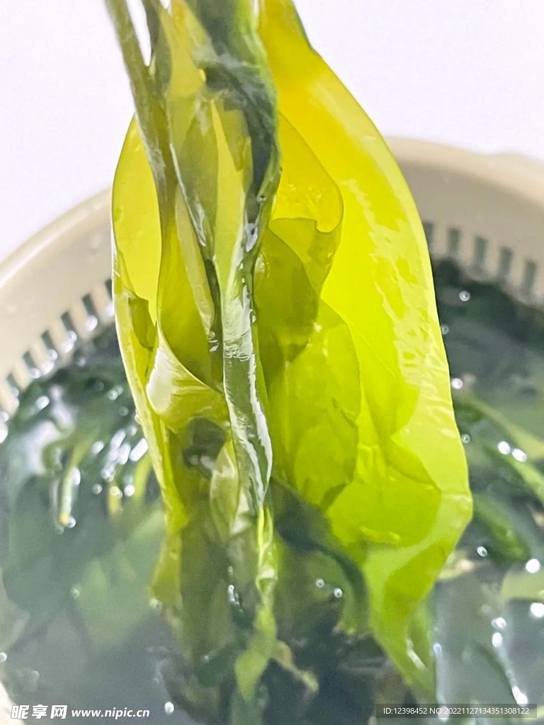 海帶苗