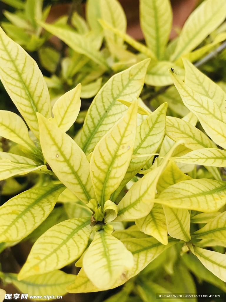 清新綠植植物 
