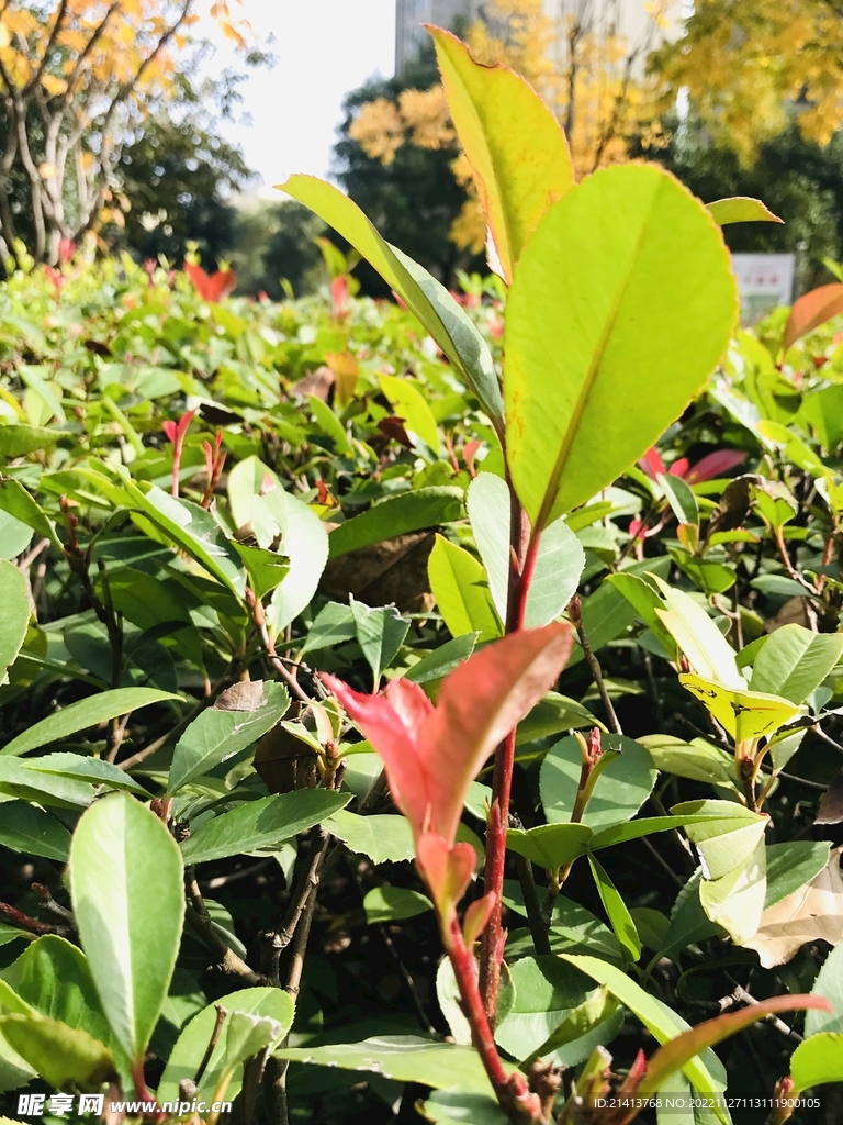 清新綠植植物 
