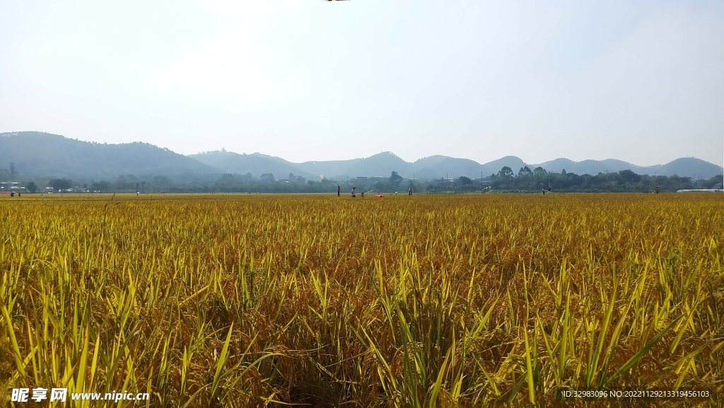 南方稻谷种植基地