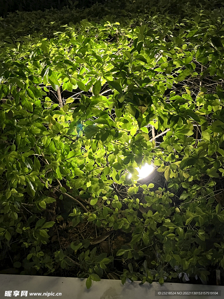 树装饰灯