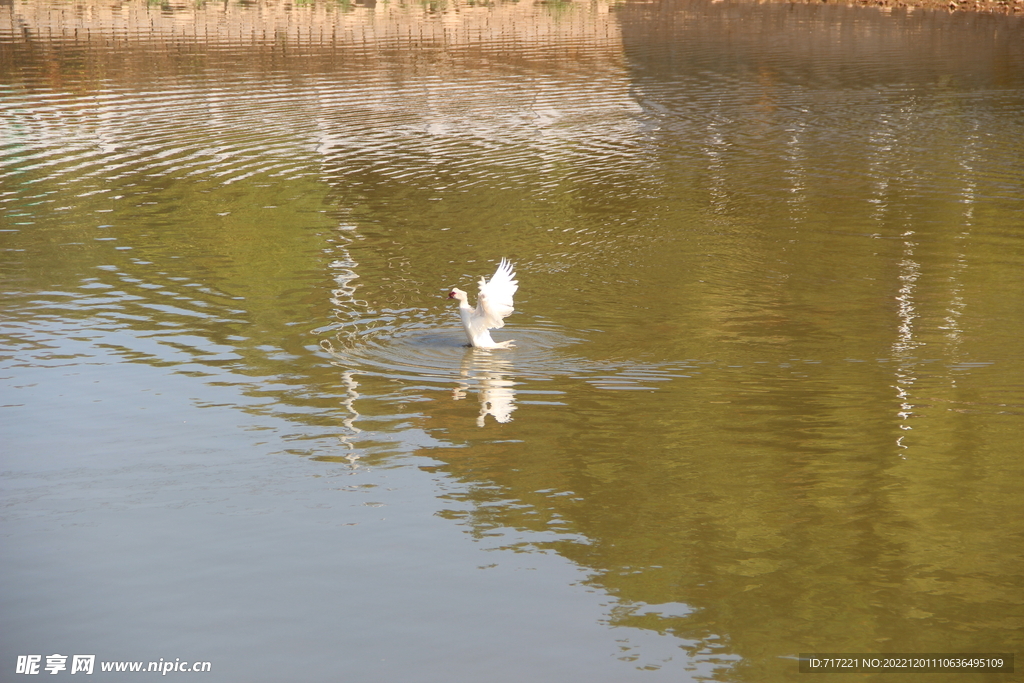 小白鹅在水面起舞