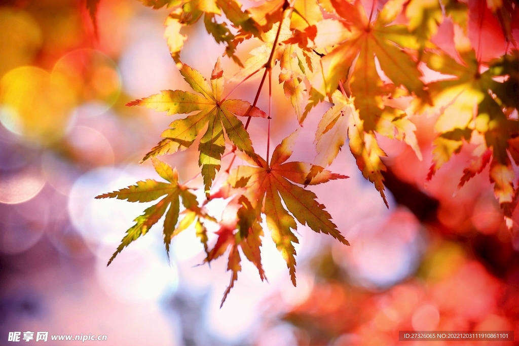 紅楓背景