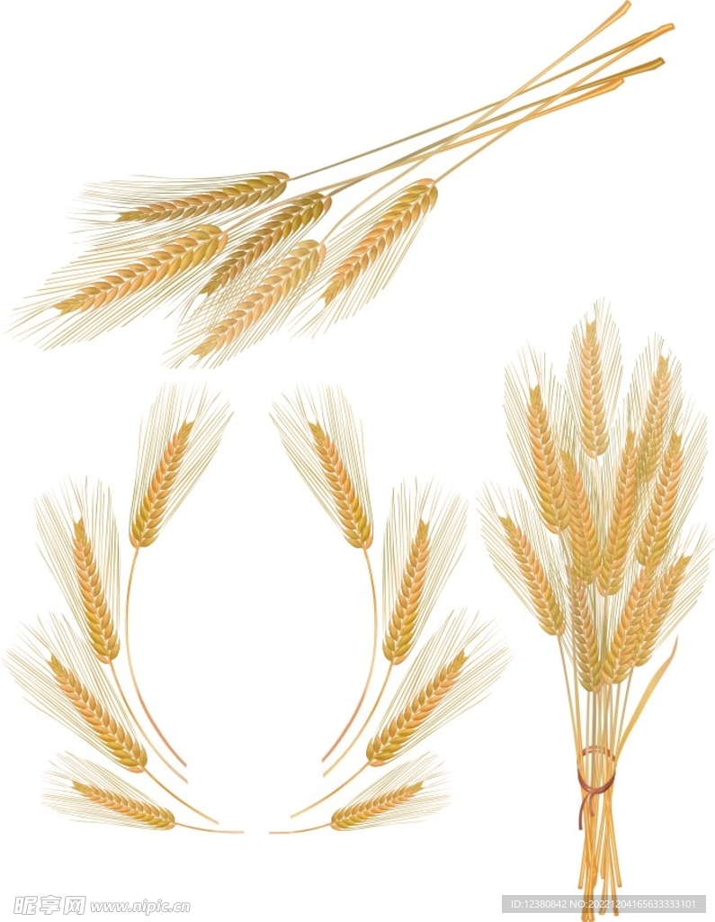 小麦 麦穗