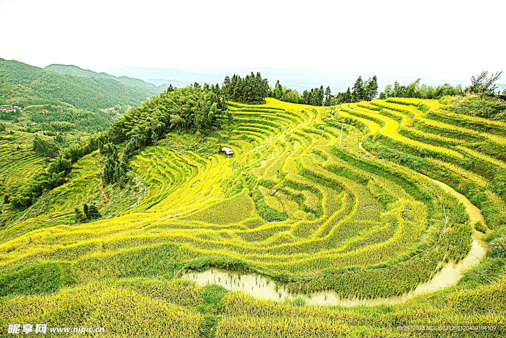新化紫鵲界梯田