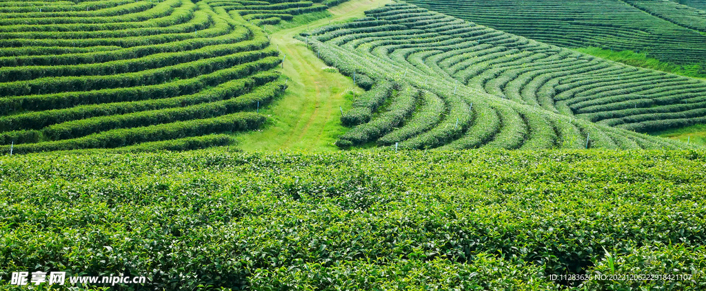 茶園攝影