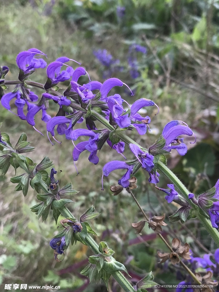 紫色花朵黃芩 