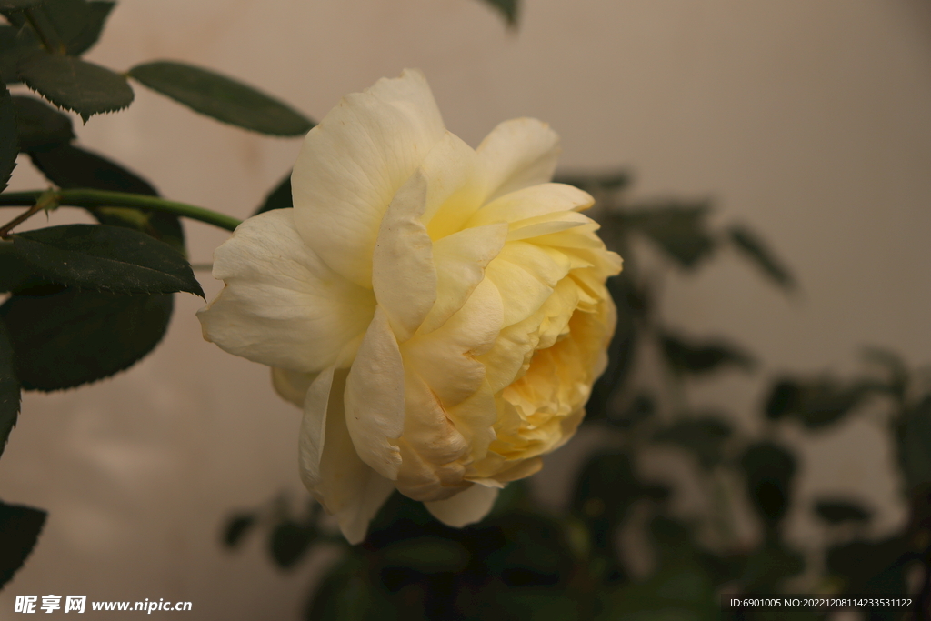  玫瑰月季 花 