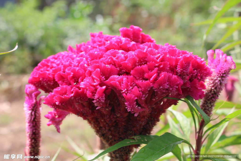 美丽的鸡冠花