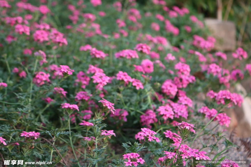田園野花
