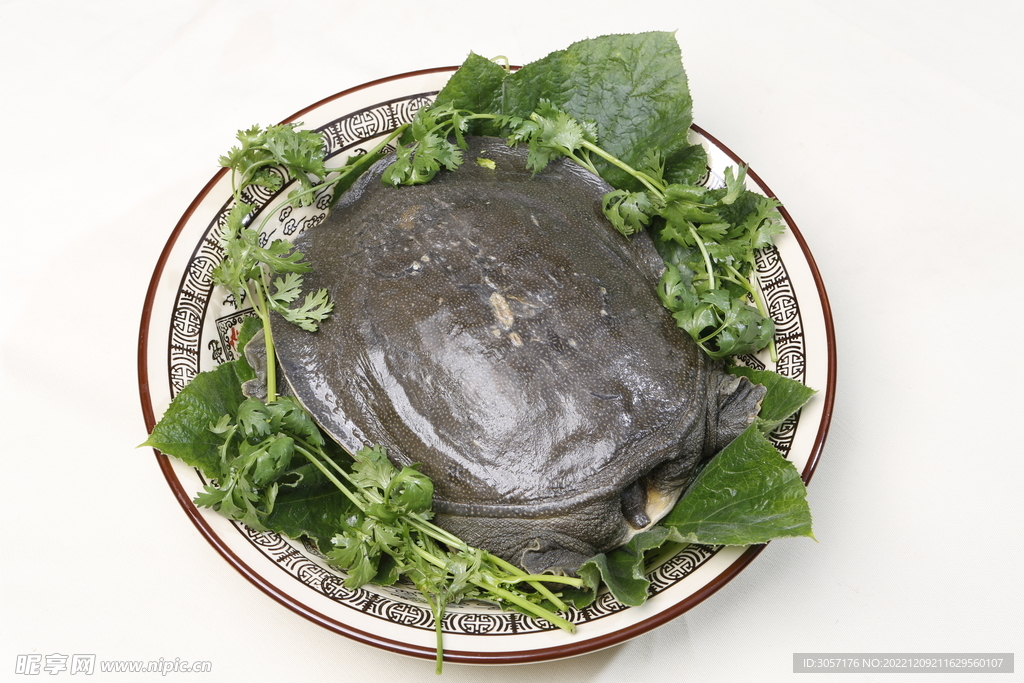 甲魚