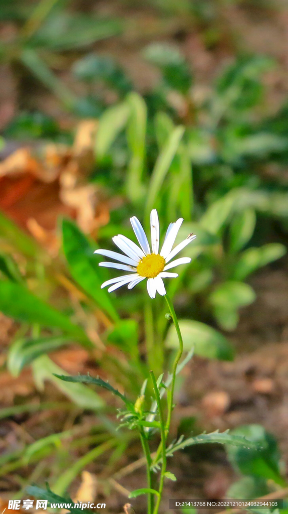 小雛菊菊花 