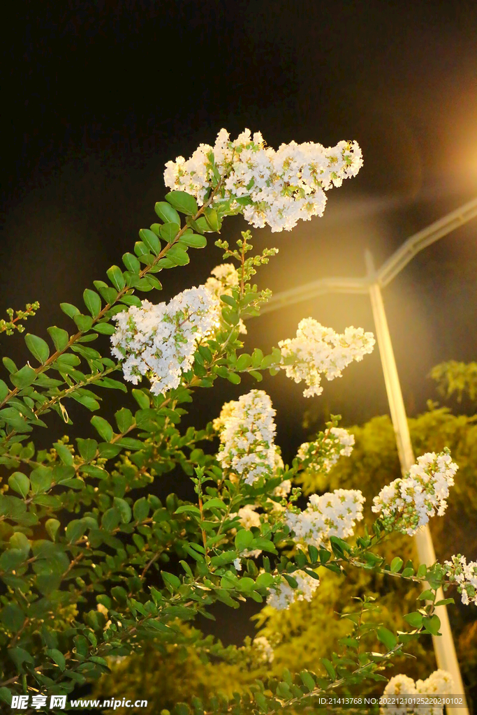 紫薇花紫薇樹 
