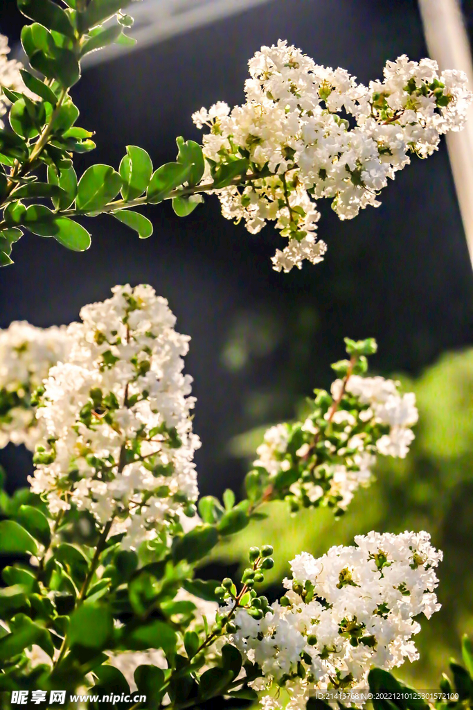 紫薇花紫薇樹