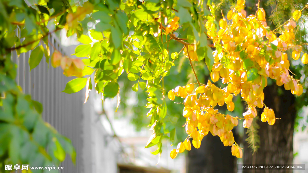 欒樹(shù)燈籠樹(shù)