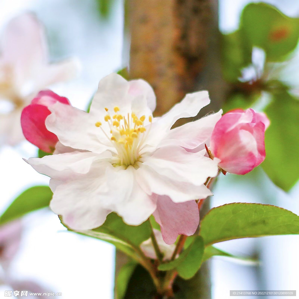桃花樹桃花 