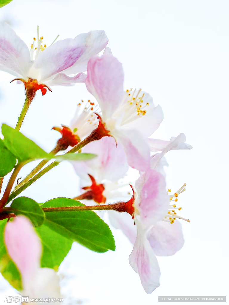 桃花樹桃花