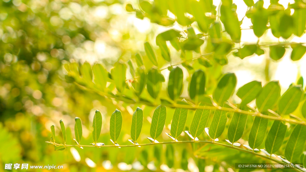 綠植綠葉樹葉 